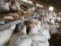 حال ناخوش صنعت مرغ‌داری/ فعالیت تنها با ۴۰ درصد ظرفیت!