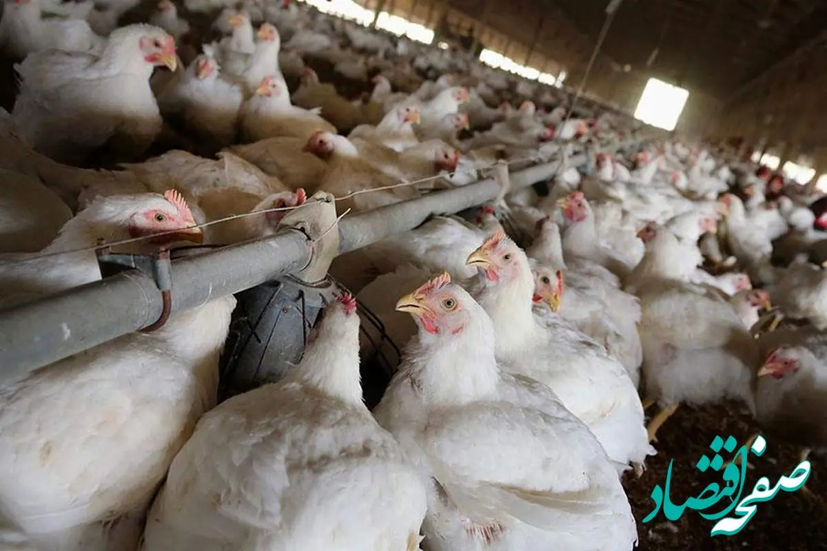 حال ناخوش صنعت مرغداری/ فعالیت تنها با ۴۰ درصد ظرفیت!