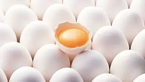 قبل از خرید تخم‌مرغ این نکته مهم را بدانید + هشدار دامپزشکی به مردم