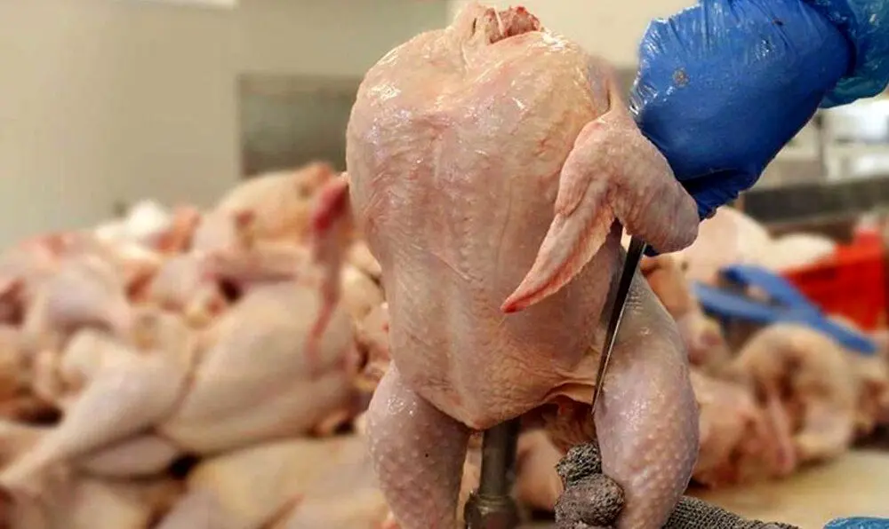 روزهای منجمد بازار گوشت مرغ / قیمت مرغ امروز ثابت ماند