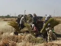 خبر جدید از مطالبات گندمکاران؛ چالش جدی در پرداخت