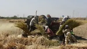 خبر جدید از مطالبات گندمکاران؛ چالش جدی در پرداخت