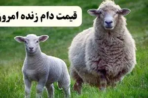 جدیدترین قیمت دام زنده در استان‌های مختلف امروز یکشنبه ۲۶ مرداد ماه ۱۴۰۴