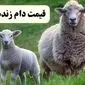 قیمت گوسفند | قیمت گوساله | قیمت دام زنده امروز چهارشنبه ۲۱ خرداد ۱۴۰۴ + جدول قیمت