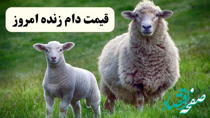 جدول قیمت دام زنده در استان های مختلف ایران امروز ۱۸ شهریور ۱۴۰۴ 