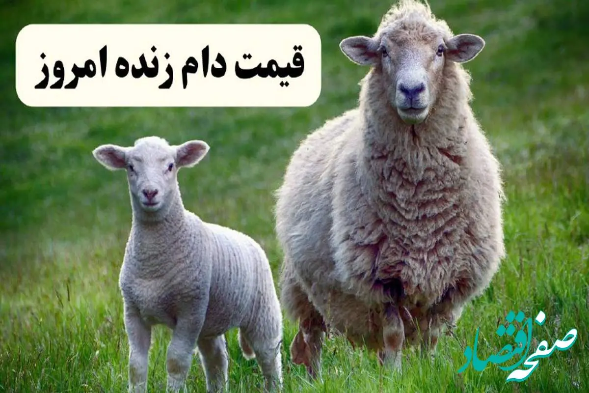 قیمت دام زنده امروز چهارشنبه ۶ فروردین ۱۴۰۴ | جدول قیمت دام زنده امروز چهارشنبه ششم فروردین ۱۴۰۴