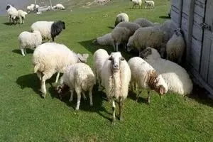 جدیدترین قیمت دام زنده در استان های مختلف امروز دوشنبه ۲۷ مردادماه ۱۴۰۴ + جدول قیمت دام زنده