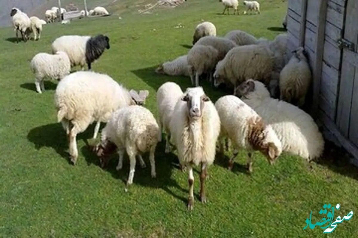 جدیدترین قیمت دام زنده در استان های مختلف امروز دوشنبه ۲۷ مردادماه ۱۴۰۴ + جدول قیمت دام زنده