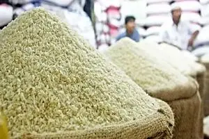 ضربه به کشاورز و مصرف‌کننده؛ وزارت جهاد کشاورزی جلوی تقلب در بازار برنج را بگیرد