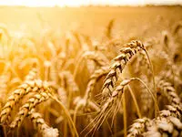 چند درصد مطالبات گندم‌کاران پرداخت می‌شود؟ + توضیحات وزیر جهاد کشاورزی