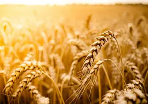 رکوردزنی خرید تضمینی گندم در سایه بارش‌های بهاری؛ عبور از این مقدار تا اوج‌گیری در هفته‌های آینده