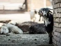 جدیدترین خبر قیمت گوشت به زودی کاهش می‌یابد