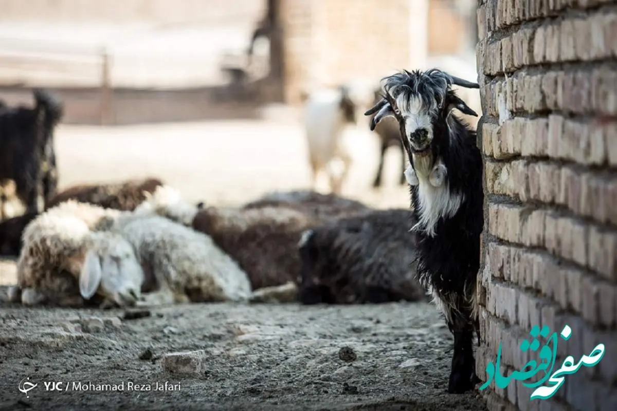 جدیدترین خبر قیمت گوشت به زودی کاهش می‌یابد