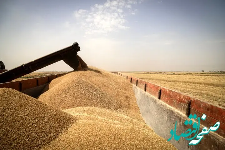 آحرین خبر از پرداخت مطالبات گندمکاران اردبیلی | پول گندم در کمترین زمان ممکن پرداخت می‌شود