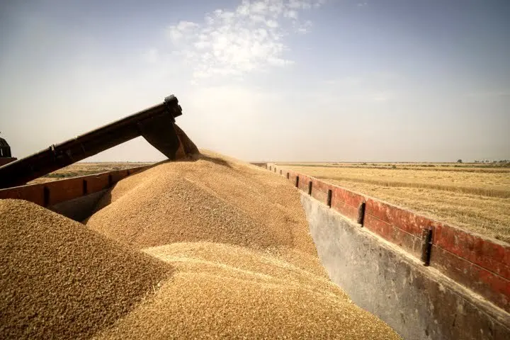 آحرین خبر از پرداخت مطالبات گندمکاران اردبیلی | پول گندم در کمترین زمان ممکن پرداخت می‌شود