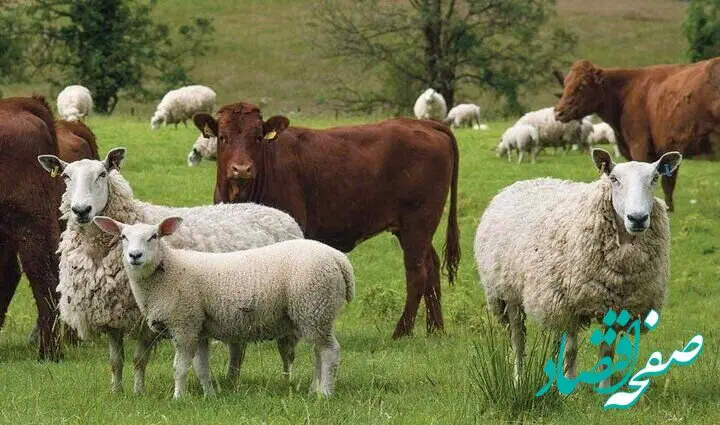 آخرین قیمت دام زنده امروز یکشنبه ۱۶ دی ۱۴۰۳