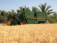 فرع و اصلی که با هم جابجا شده است | پرداخت مطالبات و اصلاح قیمت خرید گندم اصل است