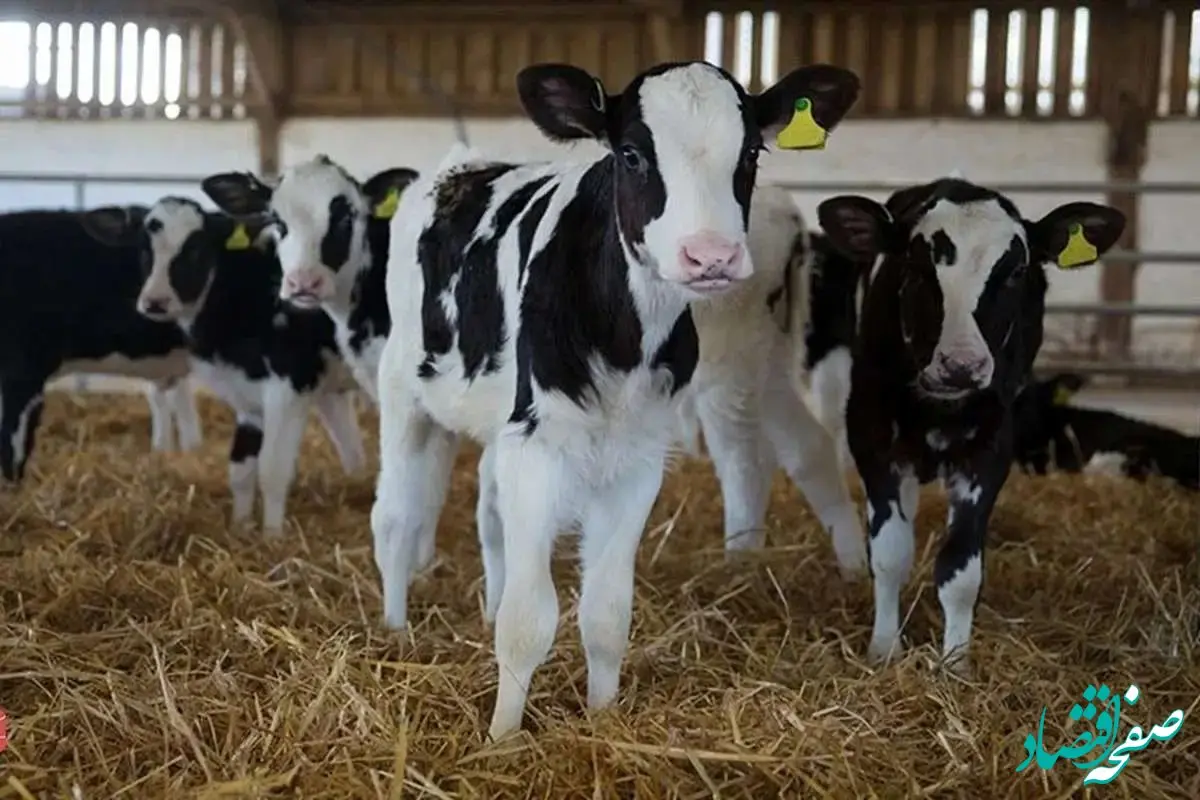 تغییرات اقلیمی و خوراک دام/راهکارهای جدید در راه است