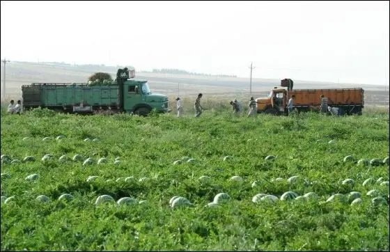 واگذاری ۵۶۴ هکتار زمین برای اجرای طرح های تعاونی زراعت در منطقه آزاد ماکو