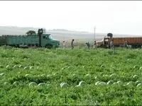 واگذاری ۵۶۴ هکتار زمین برای اجرای طرح های تعاونی زراعت در منطقه آزاد ماکو