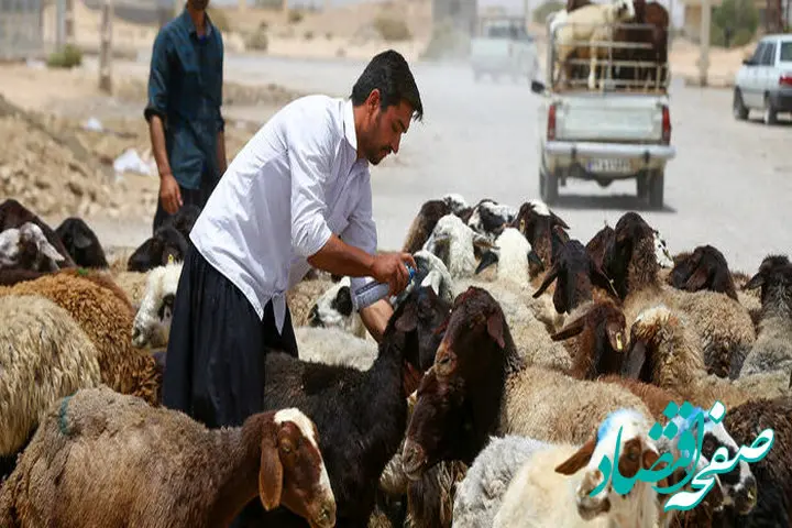 قیمت گوسفند امروز دوشنبه ۲۸ خرداد ۱۴۰۳ | قیمت دام زنده امروز + جدول