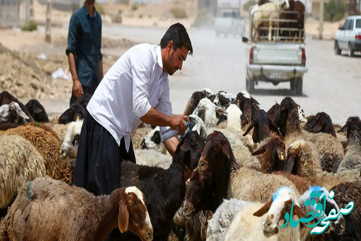 قیمت گوسفند امروز دوشنبه ۲۸ خرداد ۱۴۰۳ | قیمت دام زنده امروز + جدول