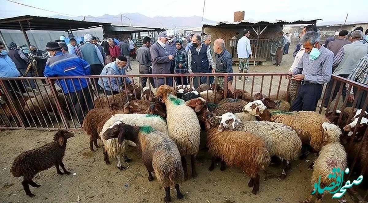 جدول قیمت جدید دام‌ زنده امروز چهارشنبه ۲۸ آذر ۱۴۰۳ اعلام شد/ قیمت گوساله تقریبا نصف شد