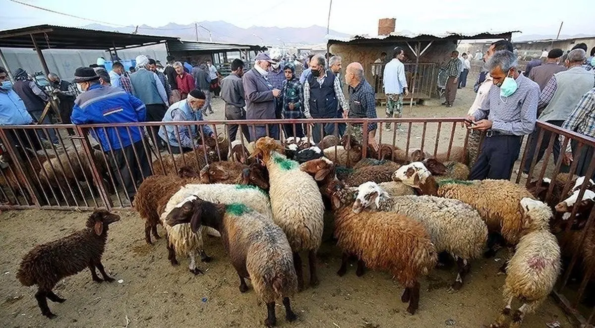 جدول قیمت جدید دام زنده امروز چهارشنبه ۲۸ آذر ۱۴۰۳ اعلام شد/ قیمت گوساله تقریبا نصف شد
