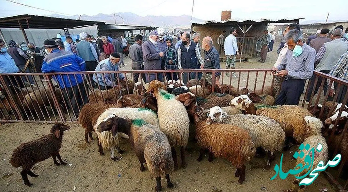 سکون در بازار دام/آخرین قیمت دام زنده امروز یکشنبه ۱۹ اسفند ۱۴۰۳