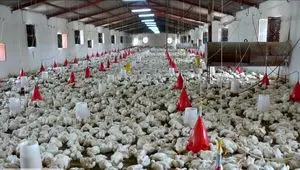 روایت جنایت دیگر آمریکایی- اسرائیلی در خوزستان با حمله به مرغداری در بهبهان