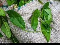 چای سبز برای پیشگیری از سرطان‌ها و کاهش چربی خون چه خواصی دارد؟