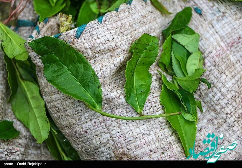چای سبز برای پیشگیری از سرطان‌ها و کاهش چربی خون چه خواصی دارد؟