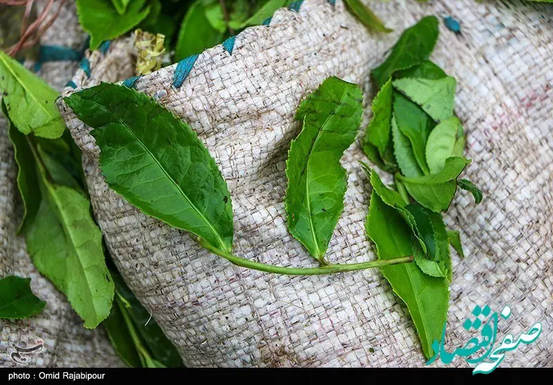 چای سبز برای پیشگیری از سرطان‌ها و کاهش چربی خون چه خواصی دارد؟