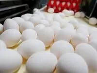 قیمت تخم مرغ امروز دوشنبه ۳ اردیبهشت ماه ۱۴۰۳ | فروش تخم مرغ زیر قیمت مصوب سال گذشته