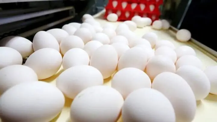 قیمت تخم مرغ امروز دوشنبه ۳ اردیبهشت ماه ۱۴۰۳ | فروش تخم مرغ زیر قیمت مصوب سال گذشته