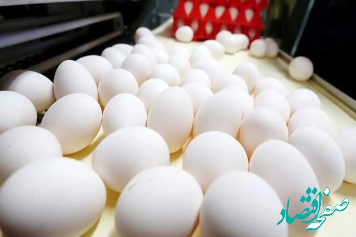 قیمت تخم مرغ امروز دوشنبه ۳ اردیبهشت ماه ۱۴۰۳ | فروش تخم مرغ زیر قیمت مصوب سال گذشته