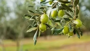 خبر مهم وزیر جهاد کشاورزی درباره تولید زیتون در ایران