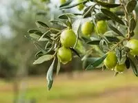 خبر مهم وزیر جهاد کشاورزی درباره تولید زیتون در ایران