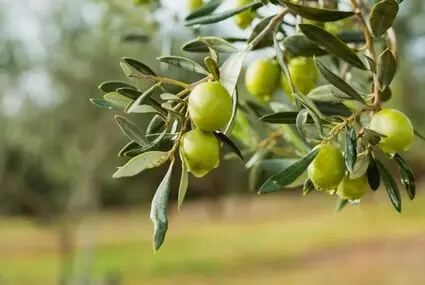 خبر مهم وزیر جهاد کشاورزی درباره تولید زیتون در ایران