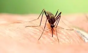 هشدار فوری؛ تب دنگی در جنوب ایران به مرحله خطرناک رسید