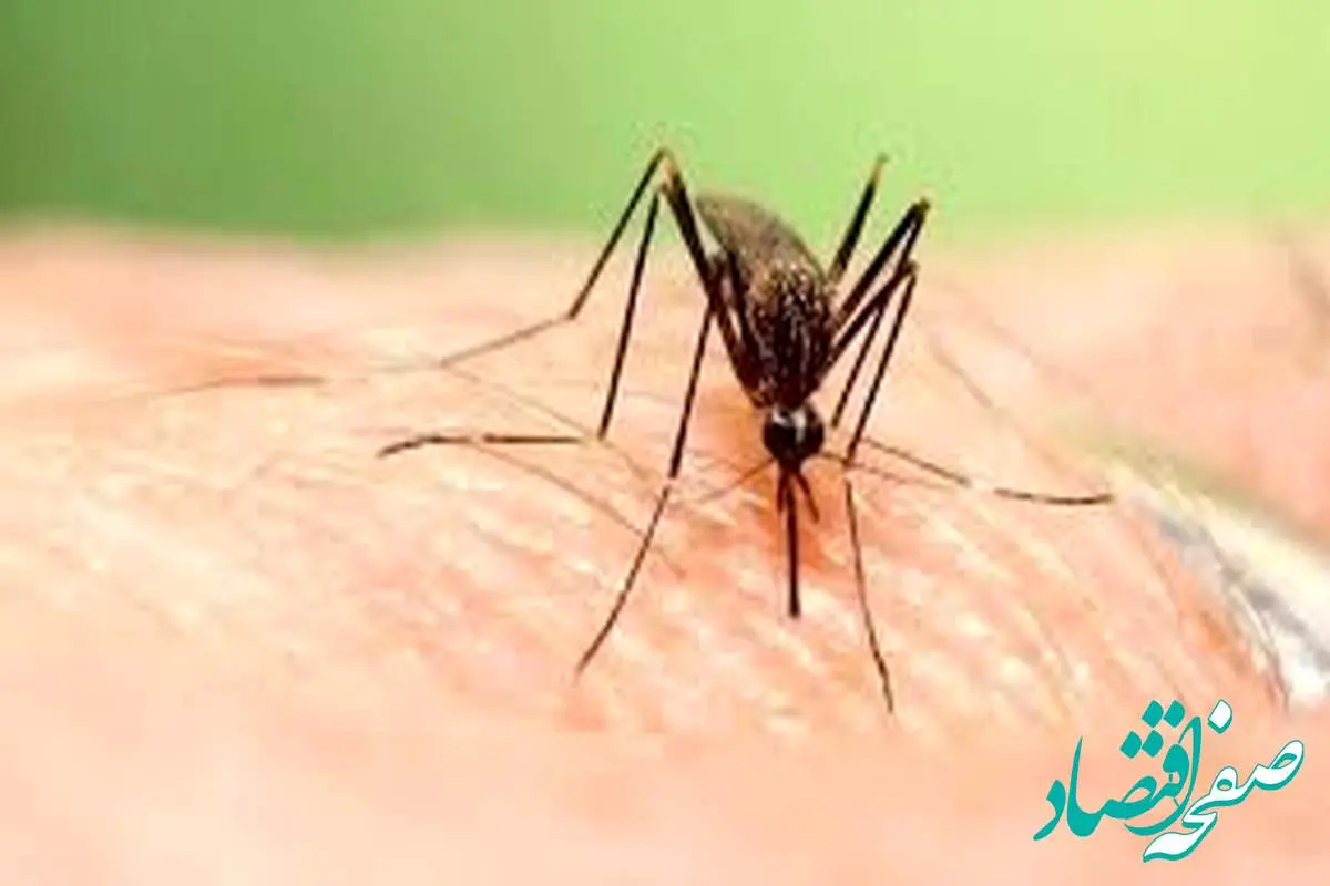 هشدار فوری؛ تب دنگی در جنوب ایران به مرحله خطرناک رسید