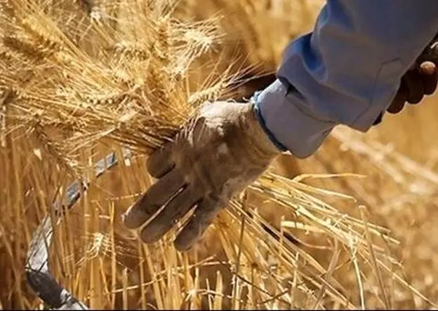 خبر مهم درباره پرداخت مطالبات گندمکاران به گفته معاون وزیر جهاد کشاورزی + اعلام جزییات