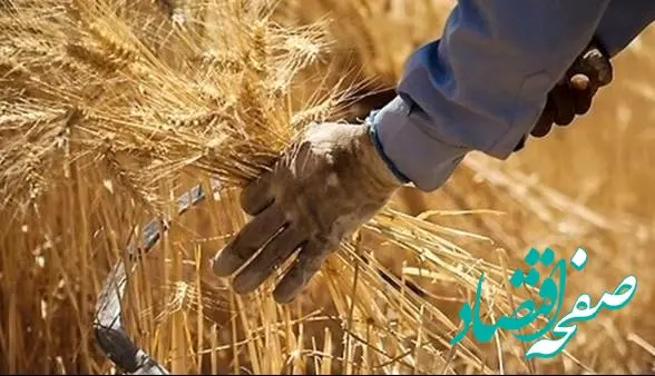 خبر مهم درباره پرداخت مطالبات گندمکاران به گفته معاون وزیر جهاد کشاورزی + اعلام جزییات