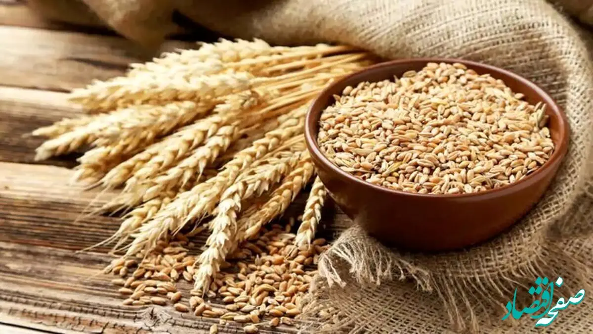 پایان خرید تضمینی گندم در این استان | گندمکاران بخوانند