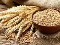 پایان خرید تضمینی گندم در این استان | گندمکاران بخوانند