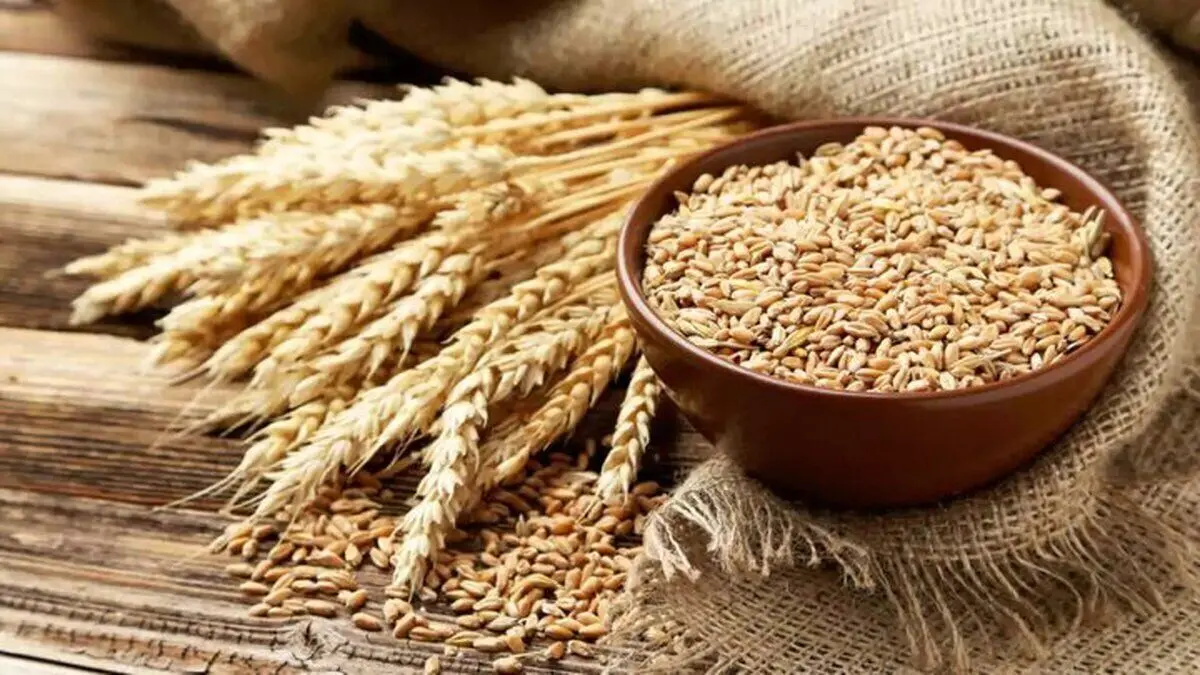 پایان خرید تضمینی گندم در این استان | گندمکاران بخوانند