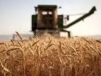 چرا دولت در پرداخت مطالبه گندمکاران تعلل می کند؟ 