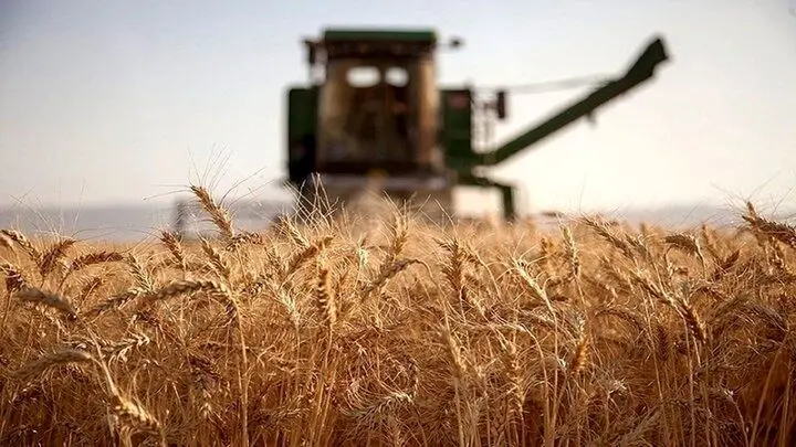 چرا دولت در پرداخت مطالبه گندمکاران تعلل می کند؟ 