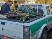تصویرهای قطع درخت در آمل قاچاقچی چوب را بیچاره کرد