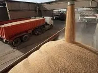 آخرین اخبار گندم طی ۲۴ ساعت گذشته | از کاهش تولید گندم از ۱۳ میلیون تن به ۸ تا ۹ میلیون تن تا خرید تضمینی گندم 